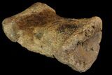 Hadrosaur (Lambeosaurus?) Toe Bone - Judith River Formation #144831-2